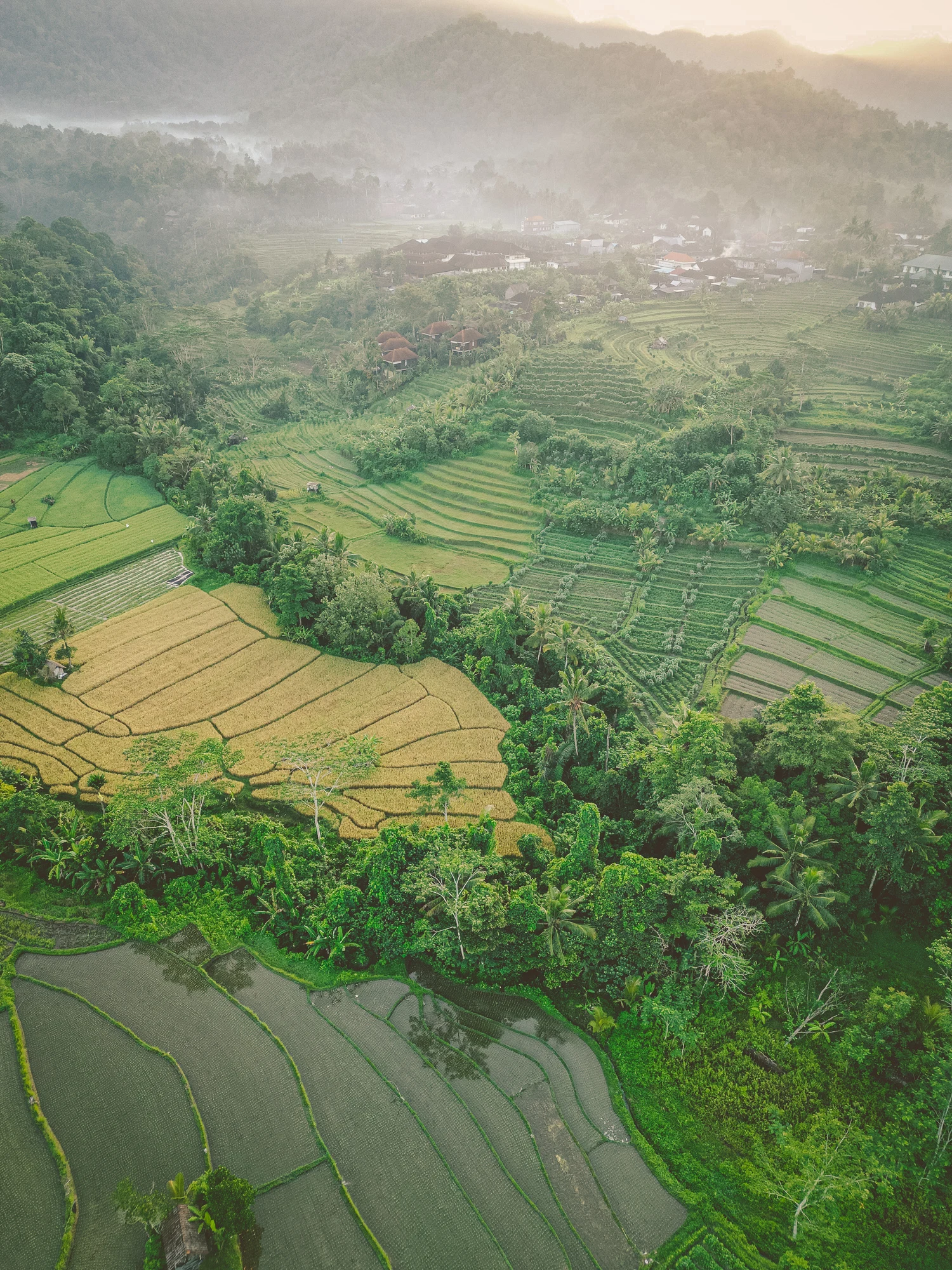 Morning mist over rice terraces and lush valleys in Bali
