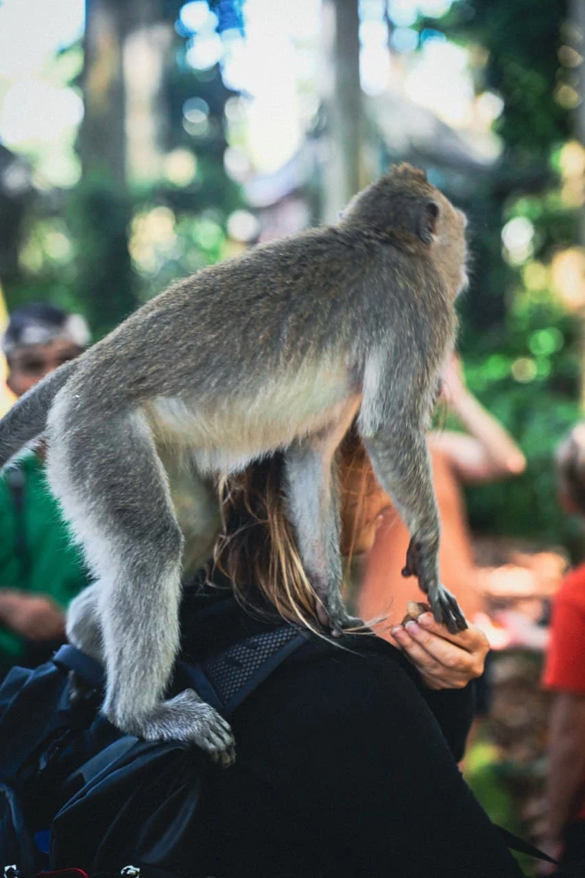Ubud — photo 3 of 8