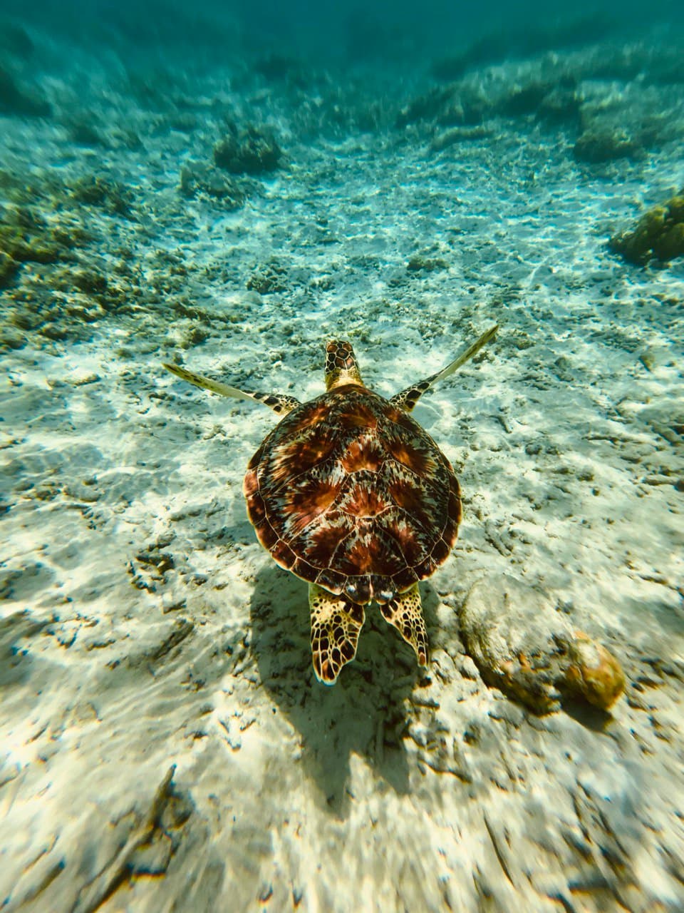 Gili